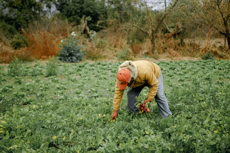 Patate buone per la terra: come i piccoli coltivatori italiani stanno ridisegnando la filiera